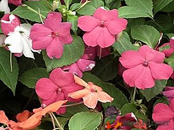 En hiver et en été il est couvert de couleurs: comment réaliser la floraison de la maison Balsamina tout au long de l'année?