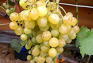 Variedade de uva resistente ao inverno e resistente "Tukay"