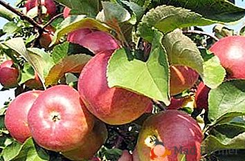 Variedade de maçãs resistentes ao inverno com um sabor maravilhoso - Friendship of People