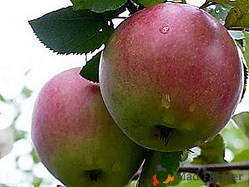 Inverno-resistente, rendendo e resistente a doenças - macieira "Orlovskoe Polesie"