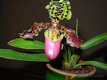 Conoscere il pafiodipelum delle orchidee - le caratteristiche della cura a casa e del fiore della foto