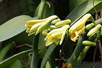 Ne cunoaștem Vanilia de orhidee. Reguli pentru îngrijirea și fotografia florii