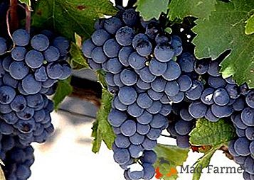 Incontra "Malbec"! Una varietà di uva originaria della Francia
