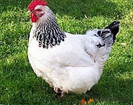Famosa raça de galinhas com vistas extravagantes - Sussex