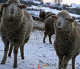 Kaj morate vedeti za ovčerejo merino ovce