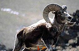 Mountain sheep: description et représentants populaires