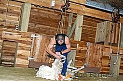 Shearing - un timp fierbinte pentru crescătorul de animale