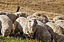 Hodowla owiec: cenna rada dla początkujących hodowców owiec