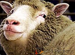 Hlavné kritériá pre výber stroja na strihanie oviec