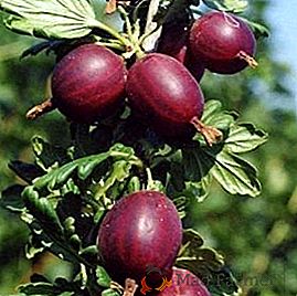 Как да се справяте с вредители от цариградско грозде, изучавайте начините