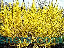 Forsythia: slunný bush na pozemku