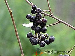 Come moltiplicare ashberry (aronia) condroploide