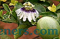 Užitečné a léčivé vlastnosti passionflowers
