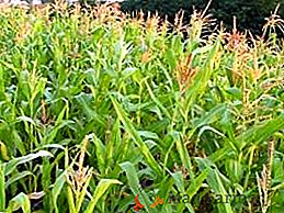 Кукурудза на силос: як вирощувати