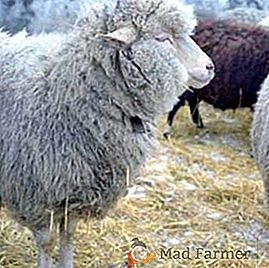 Kako izliti ovce in koze iz črnih koz