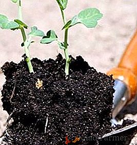 Comment décontaminer la terre avant de planter des semis