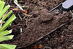 Tablica i značaj kiselosti tla za vrtne i vrtne usjeve
