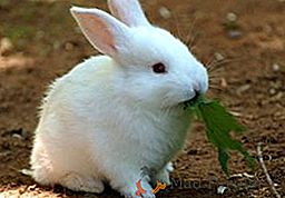 Rabbit-giants: o descriere a raselor populare