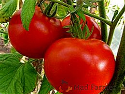 Cómo, cuándo y qué cubrir con abono los tomates en campo abierto