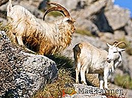 Elevage de chèvres: élevage de chèvres