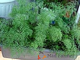 Plantation et soin de l'aneth sur le rebord de la fenêtre, comment faire pousser des légumes verts parfumés dans un pot