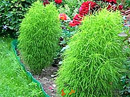 Kohia - décoration de votre pelouse