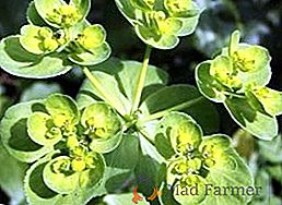 Euphorbia: dobré a zlé