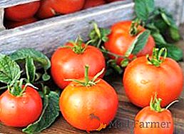 Jak i gdzie przechowywać pomidory, dlaczego nie można przechowywać pomidorów w lodówce