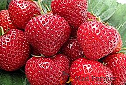 Grande et savoureuse fraise "Maxim": caractéristiques et règles de culture d'une variété