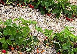 Tout sur la fertilisation des fraises au printemps: quand, comment et comment fertiliser les fraises au printemps