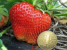 Отглеждане на ягоди "Chamora Turusi": засаждане и плодове грижи