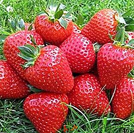 Cultivarea căpșunilor Eliana: avantajele și dezavantajele soiului