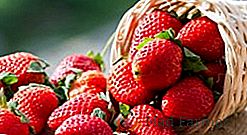 Características de mulching fresas: tipos de cobertura y las reglas de uso