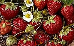 Comment prendre soin d'une fraise rapiécée