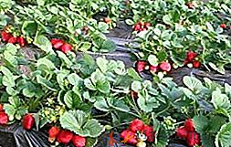 Kako skrbeti za jagode spomladi: nasveti za izkušene vrtnarje