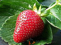 Comment faire face au charançon sur les fraises