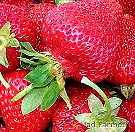 Comment faire pousser des fraises à partir de graines: cunnings pays