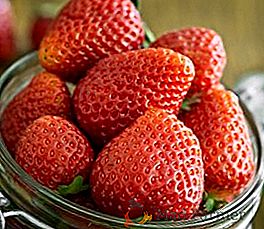 Comment bien nourrir les fraises au printemps: remèdes populaires