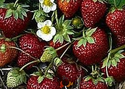 Comment transplanter des fraises en automne: conseils et astuces