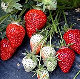 Особености на отглеждането на ягоди "Clery" в крайградската зона