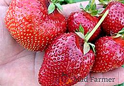 Les particularités de la culture de la fraise "Kama"