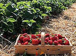 Правилната грижа за ягоди след прибиране на реколтата