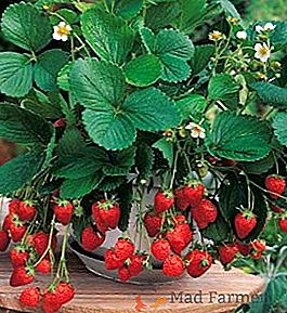 Ремонтирани ягоди "Fresco": как да расте хибрид в градината
