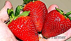 Fraise (fraise) "Alba": description de la variété et de ses caractéristiques