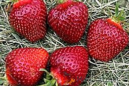 Strawberry črni princ: opis, značilnosti gojenja