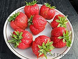 Variété de fraises "seigneur": ajustement et soin corrects