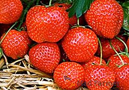 Strawberry ananas: skrivnosti pridobivanja velike jagodičja