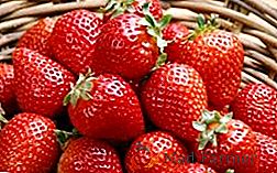 Căpșuni. Corectați plantarea și îngrijirea