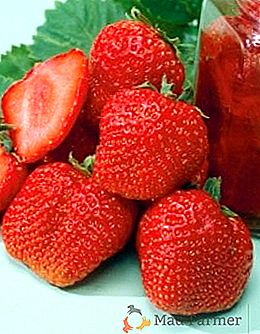 Variété de fraises "Gigantella"