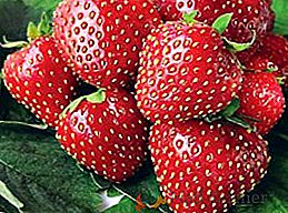 Variedad de fresa "Kimberly": características, reglas de plantación y cuidado